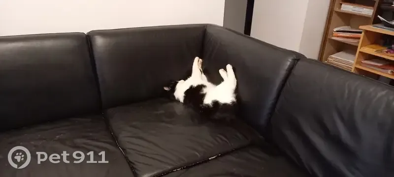 Chat noir et blanc Tino perdu - photo