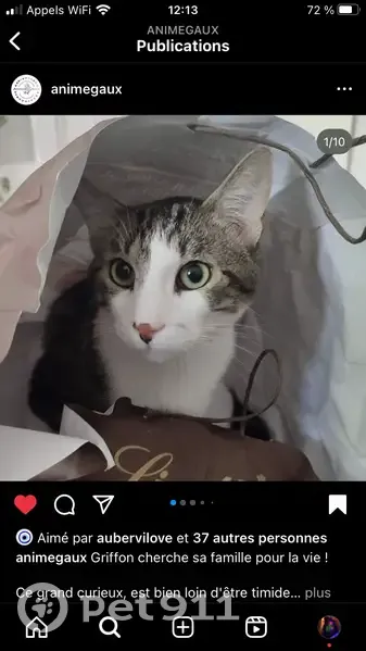 Chat blanc tigré perdu à Aubervilliers - photo