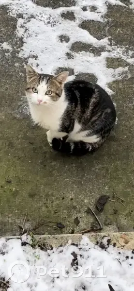 Chat câlin bavard trouvé à Drancy - photo