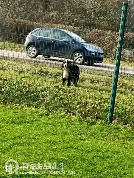 Chien égaré près de TRUCHET - photo