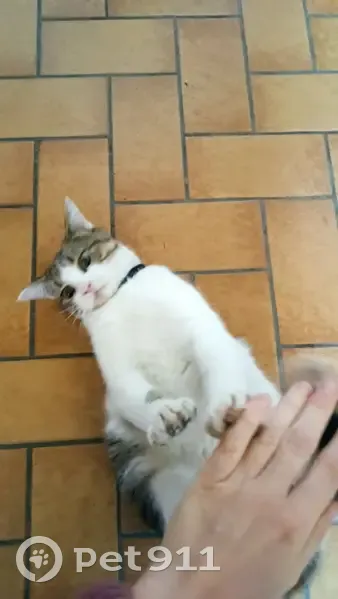Chat bicolore trouvé à Loretz - photo
