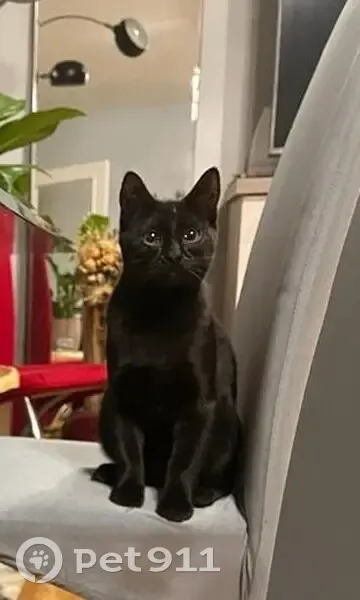 Chaton noir perdu, Pavillons-sous-Bois - photo