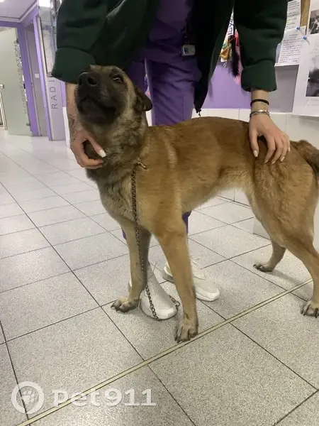 Malinois femelle trouvée à Maurin - photo