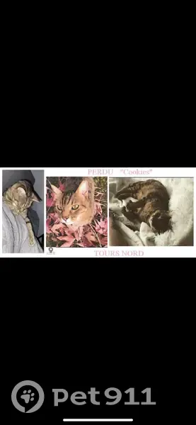 Chat tigré perdu à Tours Nord - photo