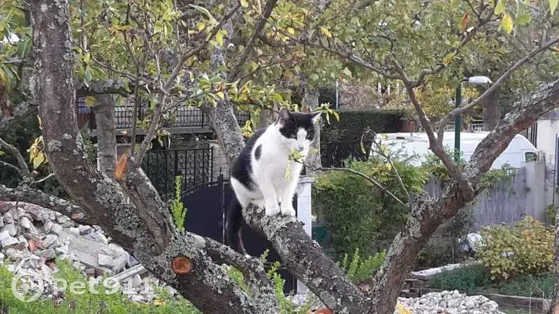 Chat noir et blanc perdu - photo