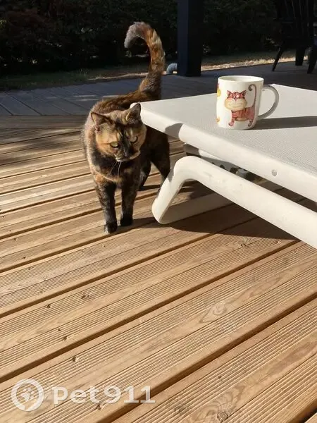 Chat perdu à Cestas - Aidez-nous! - photo