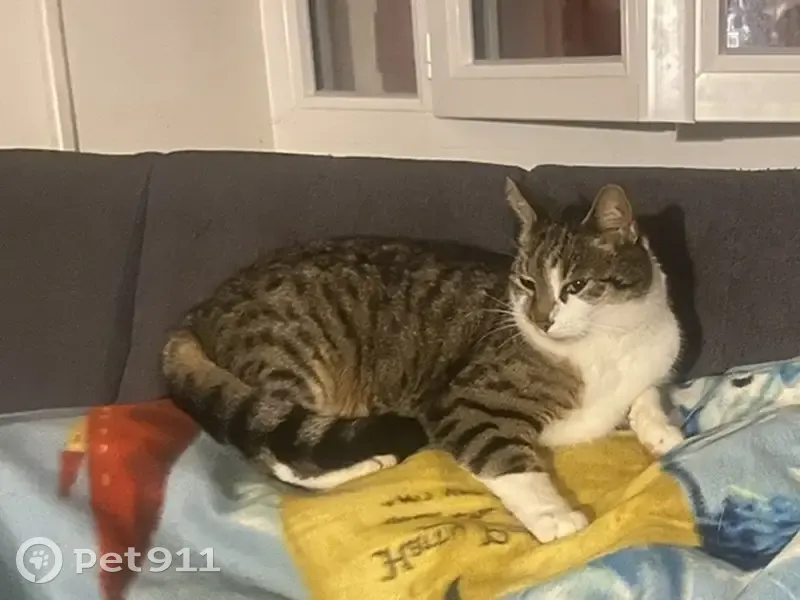 Chat O'Malley disparu à Louer - photo