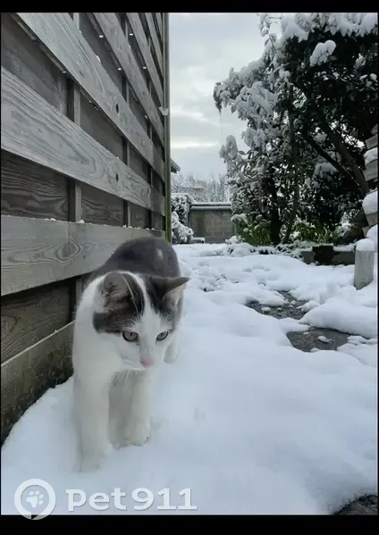 Chat gris-blanc perdu à Saint-Lô - photo