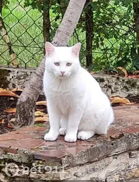 Chat blanc aux yeux verts perdu à Yzeure - photo