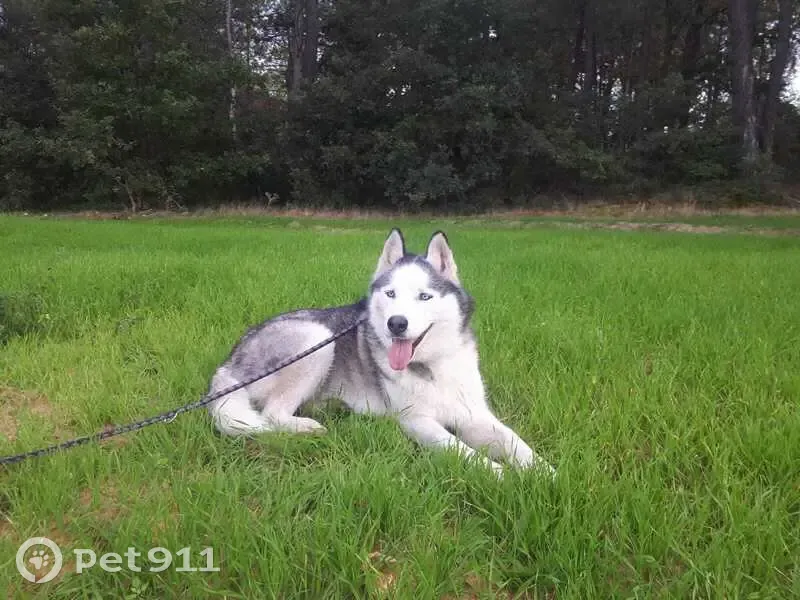 Chien Husky perdu - Bédoin - photo