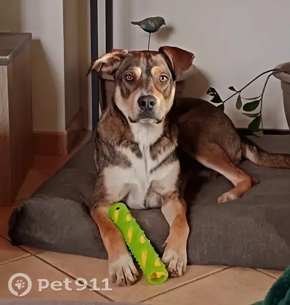 Marley, chien marron perdu - photo