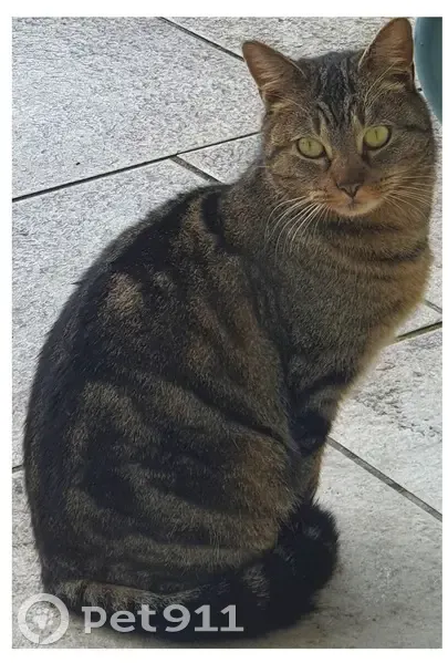 Chatte affectueuse trouvée à Saint-Romain - photo
