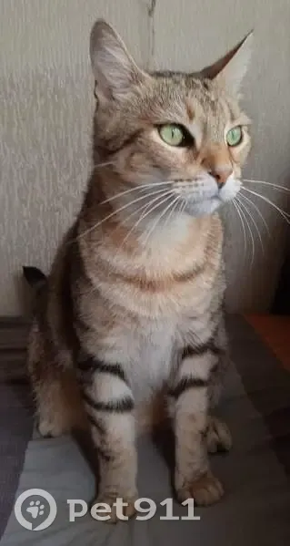 Avis de recherche: Chat TiTi - photo