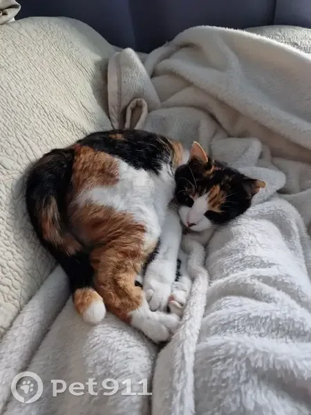 Chatte timide perdue à Èze - photo