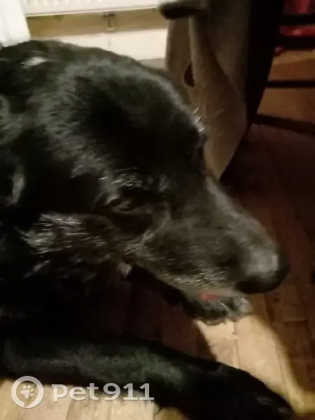 Chien croisé trouvé à Donzenac - photo