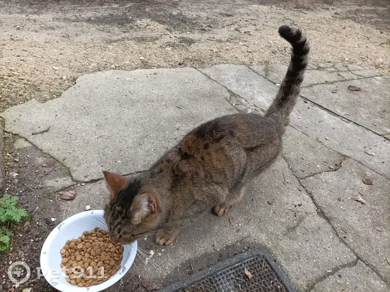 Chat retrouvé sans ID à Pont-l'Abbé - photo