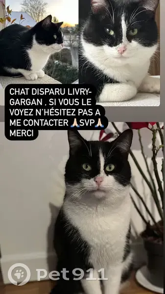 Chat perdu à Livry-Gargan - photo