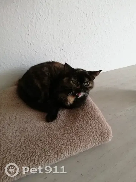 Chatte écaille perdue à Vivonne - photo