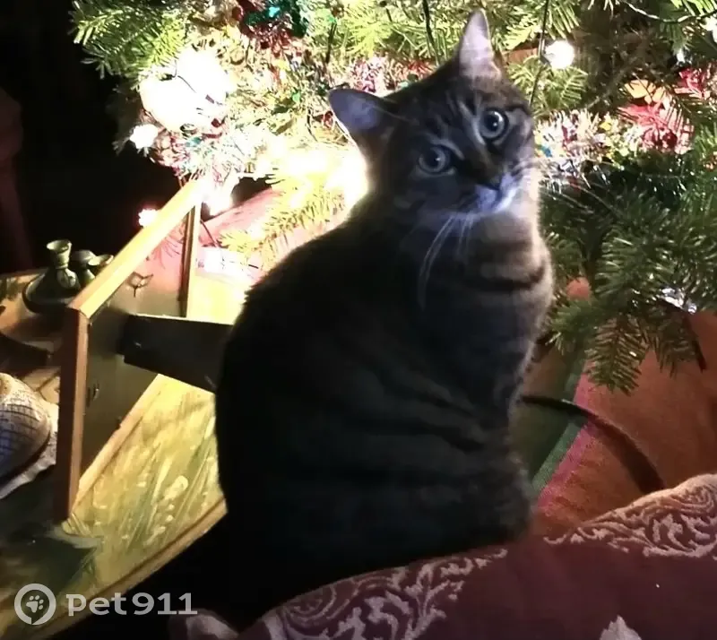 Crapule, chatte grise perdue - photo