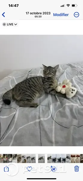Chaton tigré Biba perdu, Le Vésinet - photo