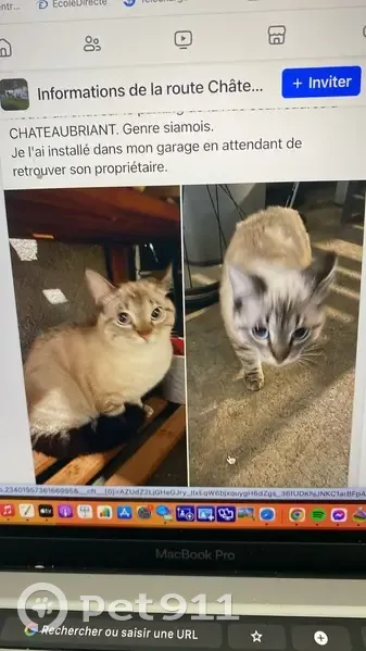 Chat siamois trouvé à Châteaubriant - photo