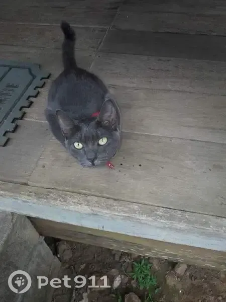 Chatte grise Poppy perdue - photo