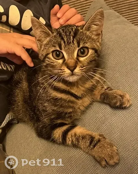Chaton tigré perdu - Marignane - photo