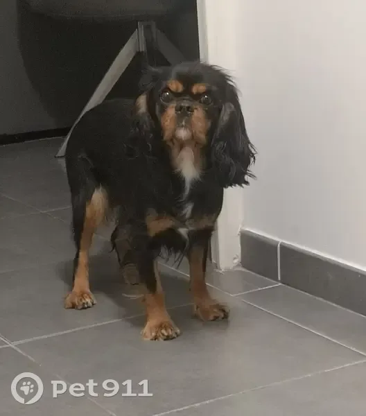 Chien Cavalier King perdu 13011 - photo