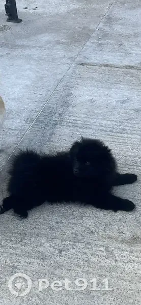 Chien perdu retrouvé, contactez-moi - photo