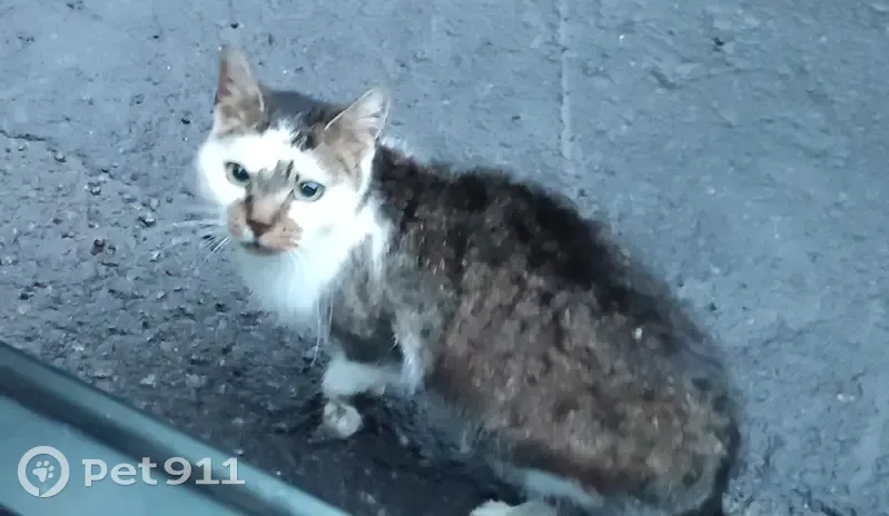 Chatte tricolore perdue, affaiblie - photo