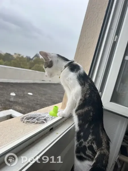 Chat blanc-gris Rissou perdu à Lyon - photo