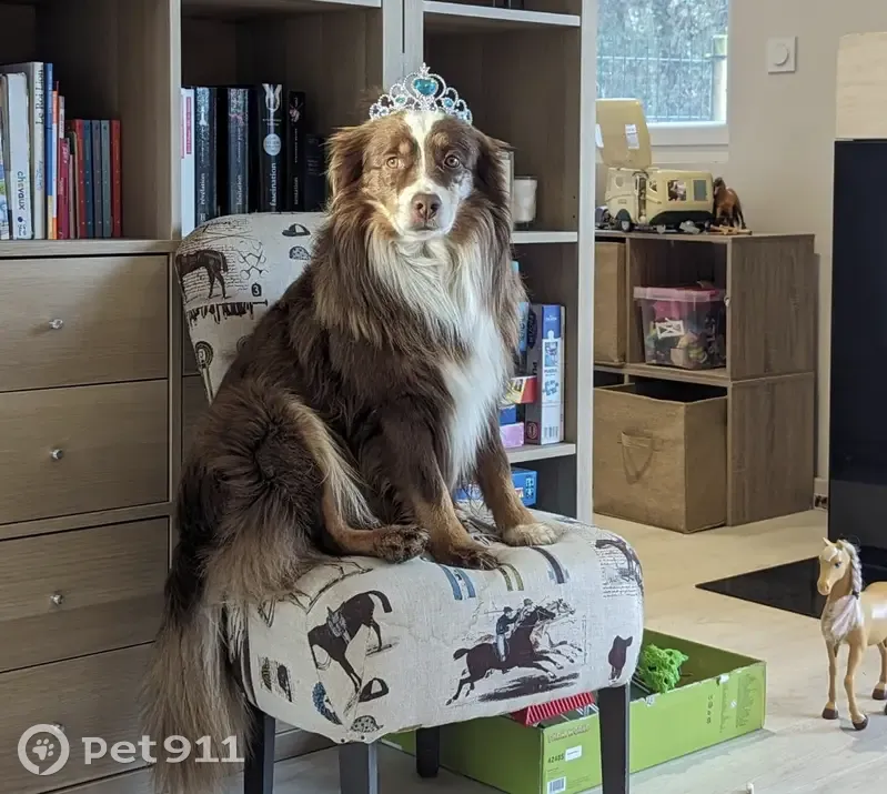 Chien Berger US perdu à Tourgéville - photo