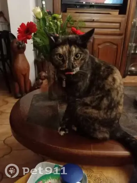 Chatte écailles tortue perdue - photo