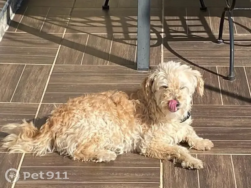 Chien Caniche Crème Perdu D568 - photo