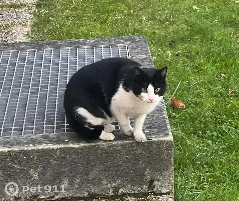 Chat trouvé à Aubervilliers - photo