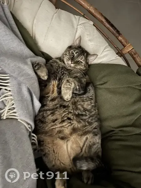 Chatte écaille perdue à Léguevin - photo