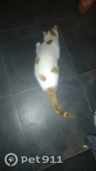 Chatte blanche/rousse trouvée à Châlus - photo