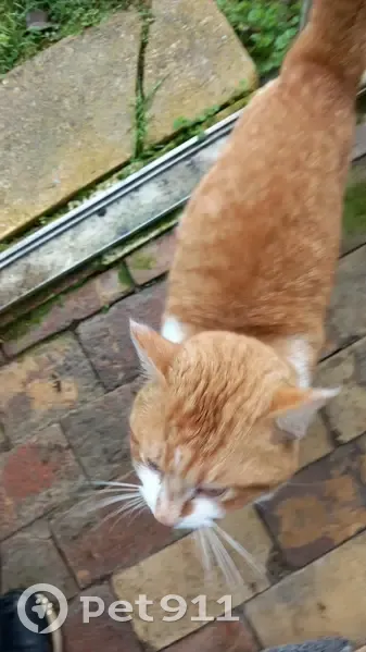 Chat roux/blanc perdu, collier jaune - photo
