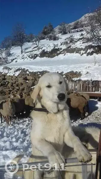 Chien de troupeau Roxa disparu - photo