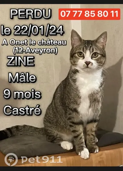 Chat tigré perdu à Rodez - photo