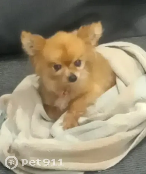 Chihuahua perdu retrouvé à Issancourt - photo