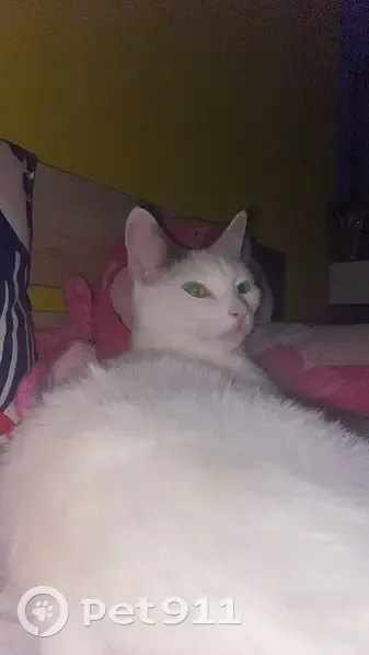 Chatte blanche tachetée perdue - photo