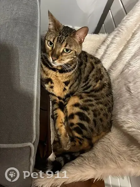 Chat Bengal Perdu - Clamart - photo
