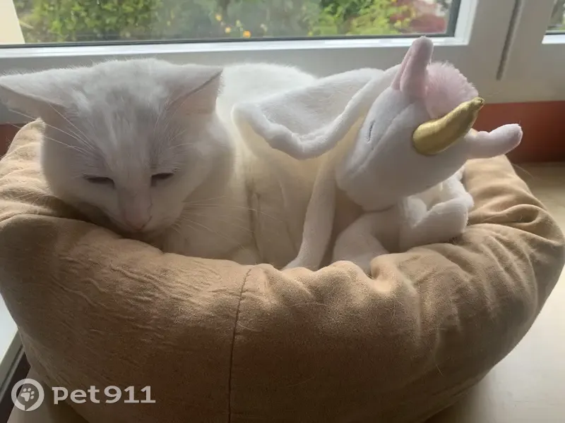 Chatte blanche perdue à Cholet - photo