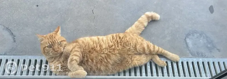 Chat âgé et touffu perdu à Toulouse - photo