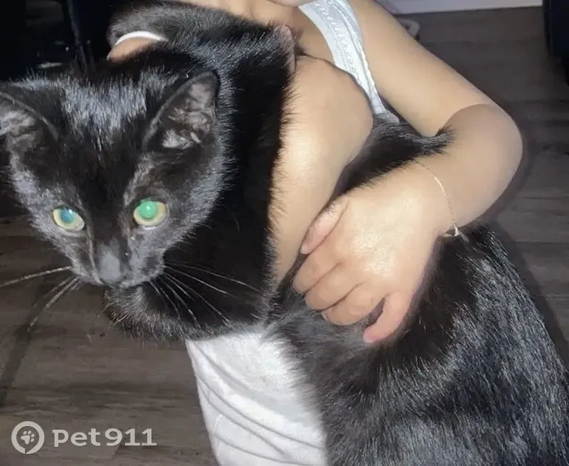 Chat perdu à Échirolles - photo