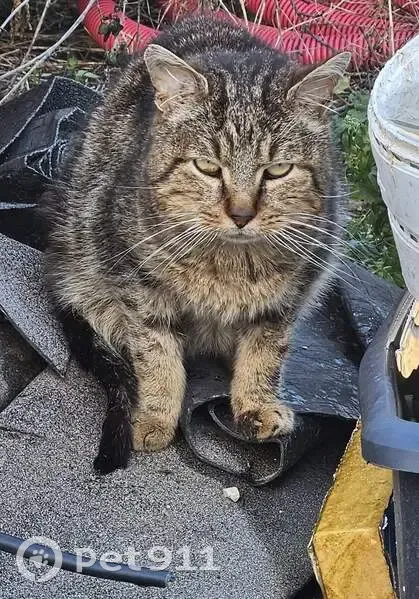 Chat âgé perdu à Troyes - photo