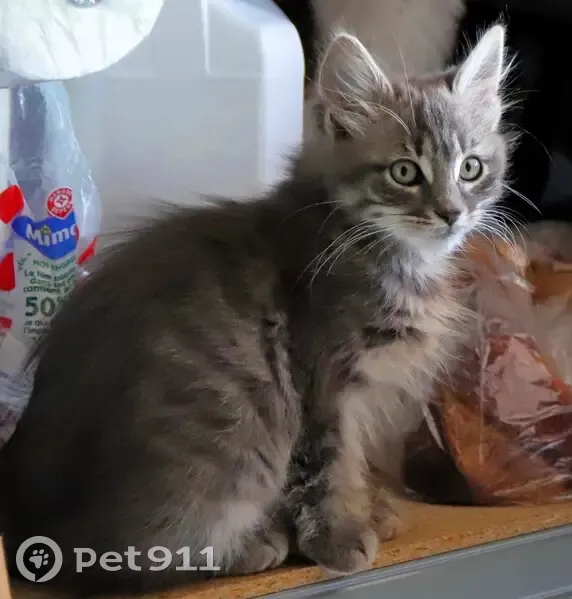 Chatte échappée avant stérilisation - photo