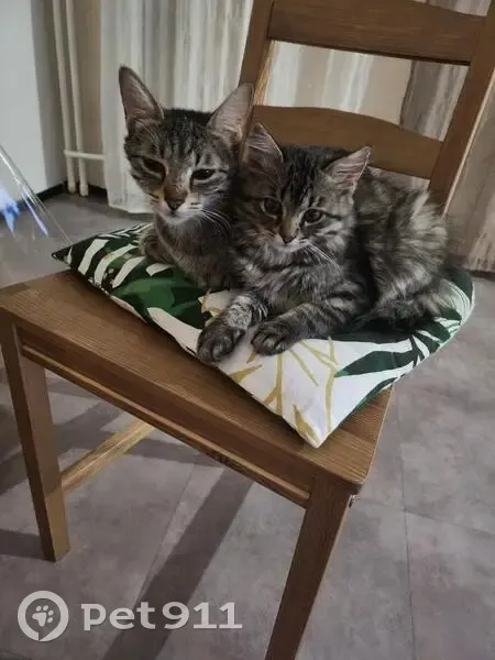 Perdus: 2 Chats tigrés à Argenteuil - photo