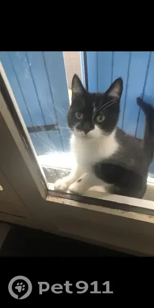 Chat retrouvé à Germignac - photo